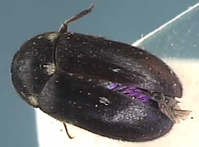 Attagenus pellio